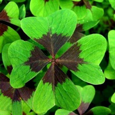 澳门2023全年免费资料大全app下载