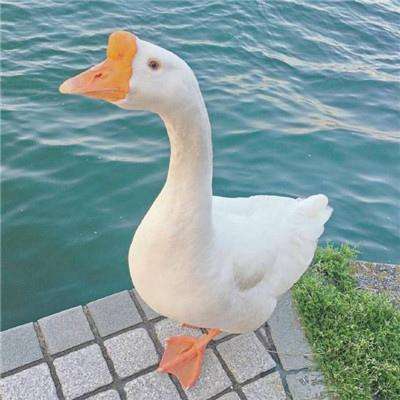 云开全站app下载手机版