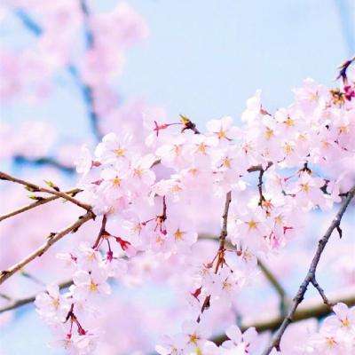 云开平台app官方最新版本